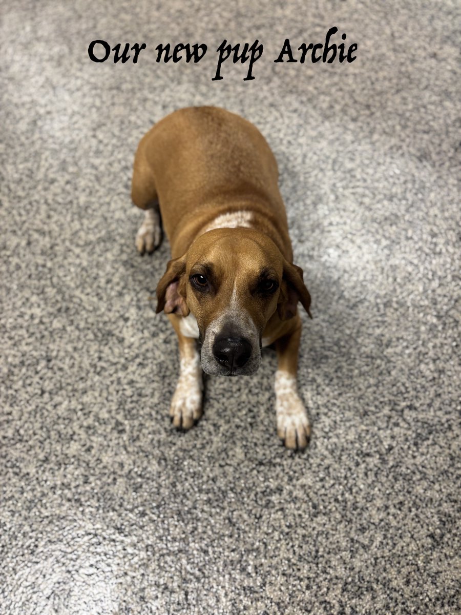 City Dogs tweet media