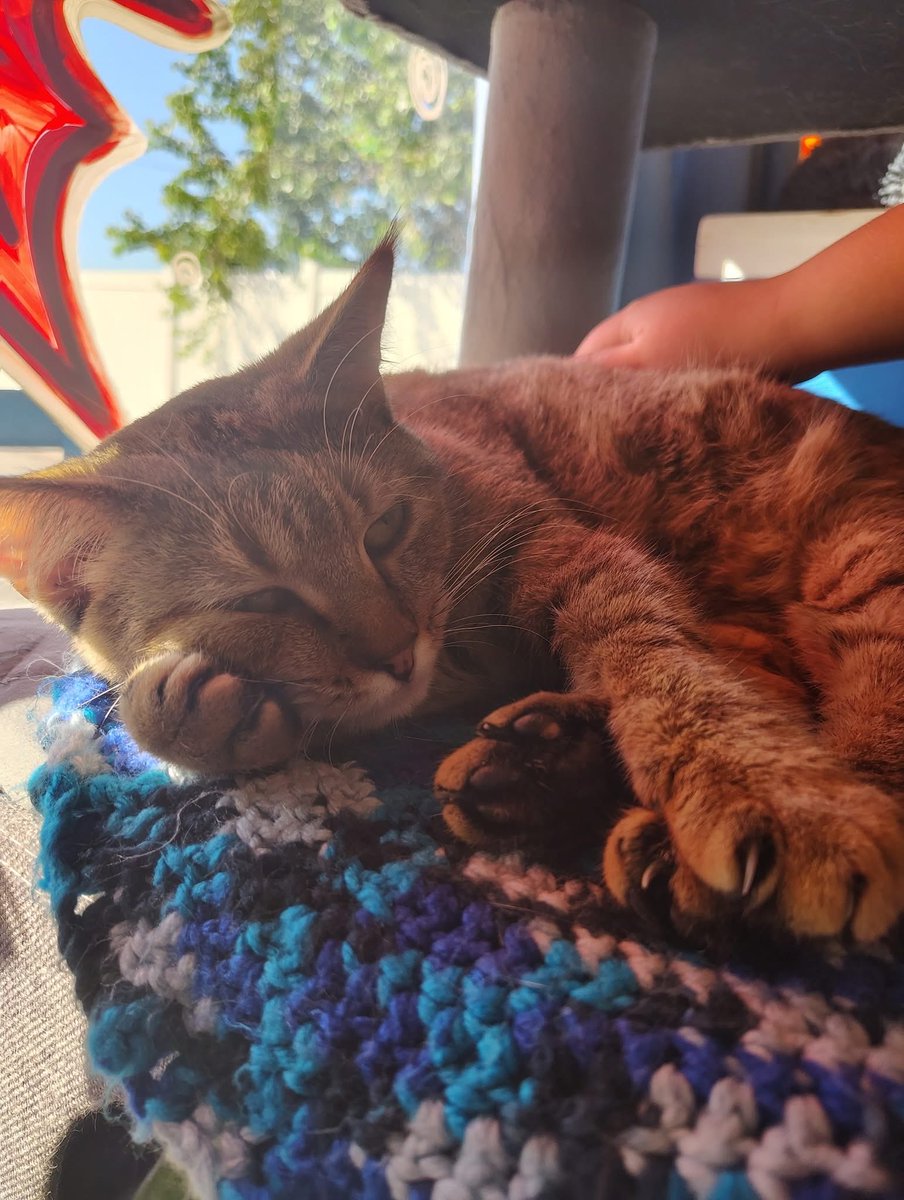 Living the sweet life this week, because they know we’re having special events where lots of people will come pet them! 😻 Come join us for our Purrfect Vibes sound bath this Thursday (6-7pm) and Painting with Kitties this Friday (6-8pm). Sign up is available online, and who