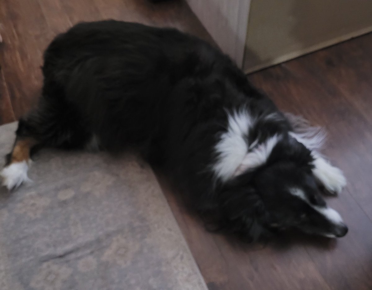 Hi Pals

Suddenly not feeling great. I'm probably going to need to see the vet if my 💩 color doesn't change to normal soon.

If you can help out, please donate or share my gofundme that was meant to help after my seizure. The money here will go towards my vet if I go 💛🐶 #ZSHQ