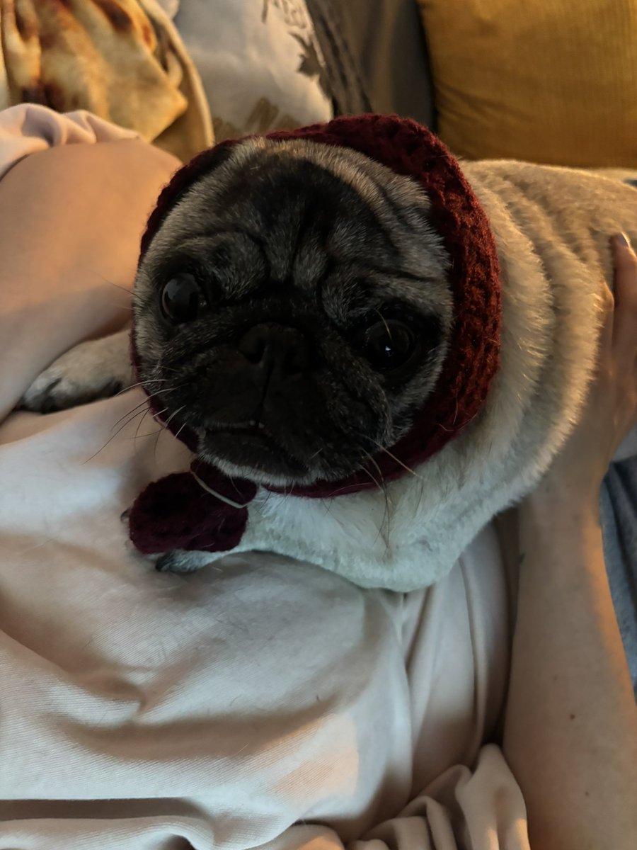 BeckyForsterr's tweet photo. @mrdanwalker @ClassicFM Thanks Dan. Miggy the pug is enjoying your music tonight. She is not quite a pig but sounds pretty close! https://t.co/wXXNNc0wst