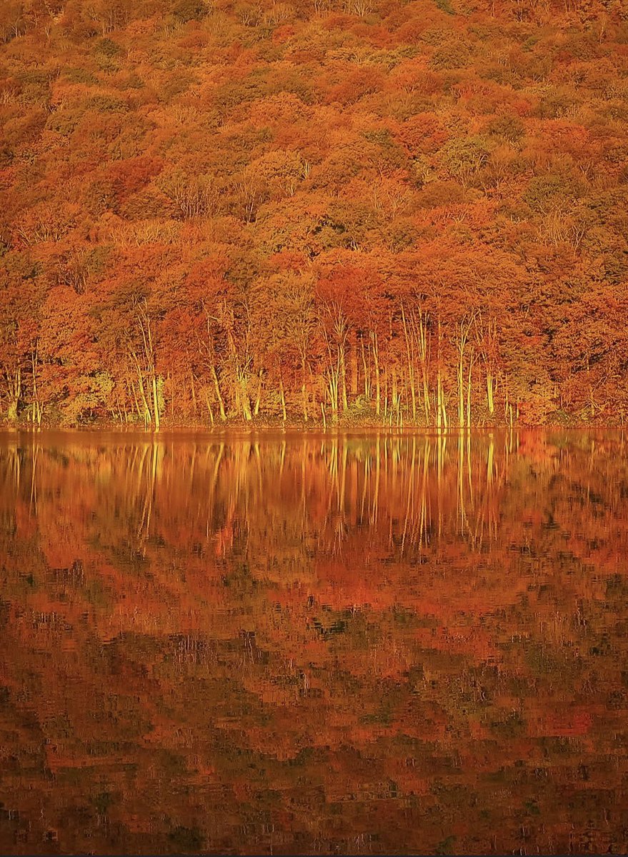 voshans's tweet photo. Herfstpracht…
(Foto Akiko Photo)
#Towada #Aomori #Japan #herfst https://t.co/dwXDGSCgBV