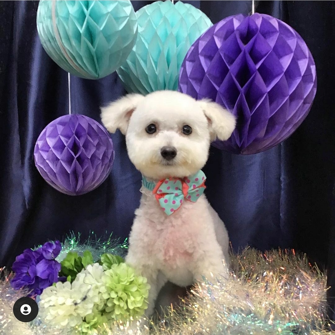 我が家の次男 ポメプー（ポメラニアン✖️トイプードル）まろん。お兄ちゃんのモコが大好きで 毎日 追いかけては ベッタリ☺️ この子も甘えん坊ですꉂ🤣𐤔