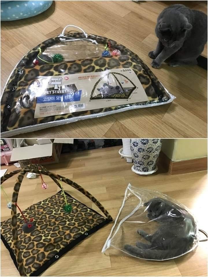 NoCatsNoLife_m's tweet photo. Cat logic https://t.co/5RaEQ9m17p