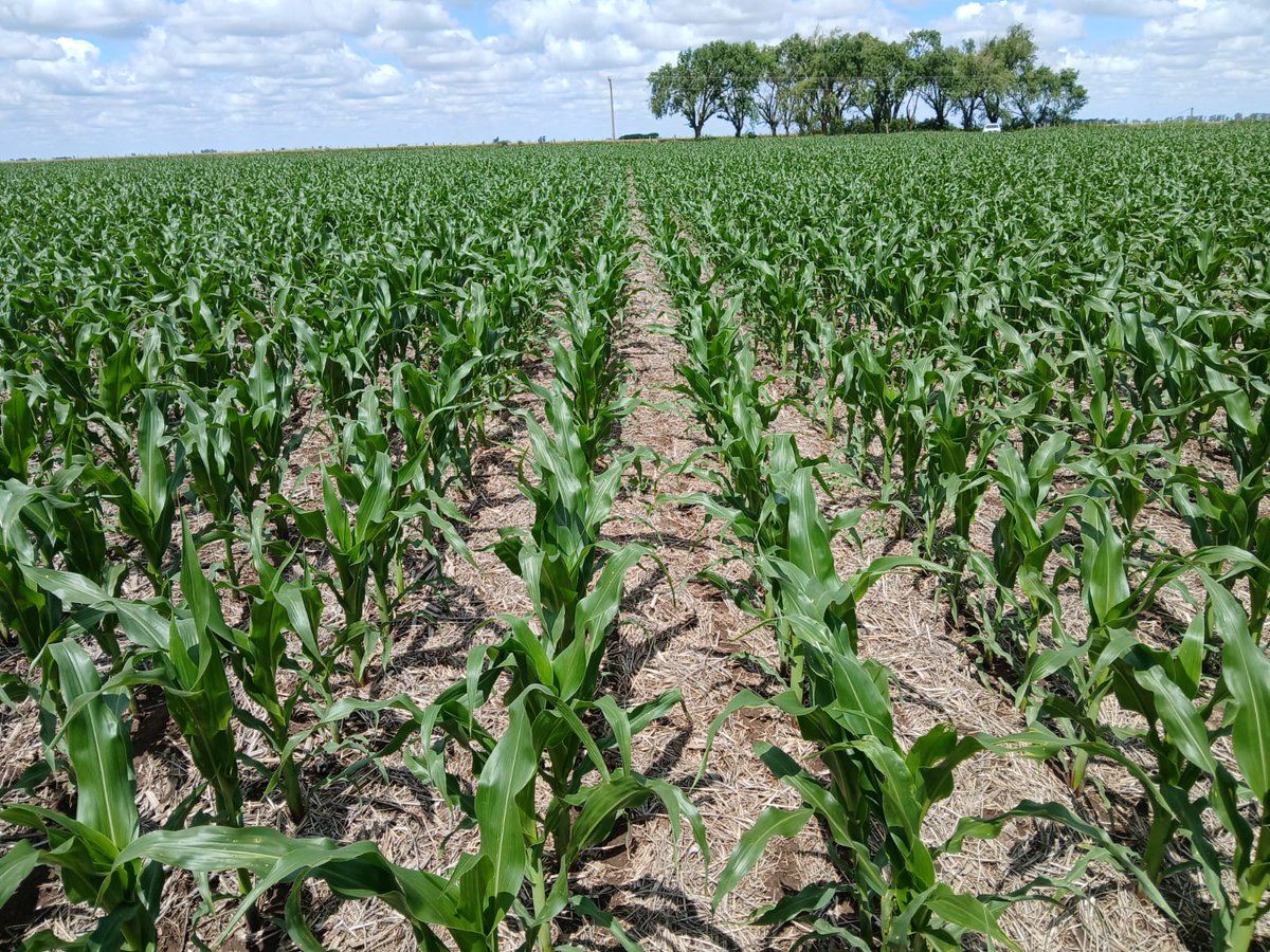 LT 725 trece . Monte Buey Cba.
a seguir así que van muy lindos.