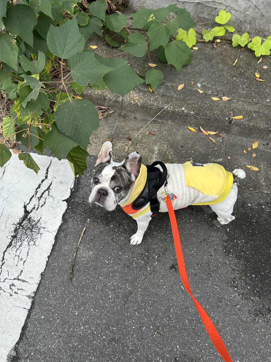 朝寝坊した次男を小学校へ送り届けて、そのままペンタのお散歩へ。おはようございます☁️