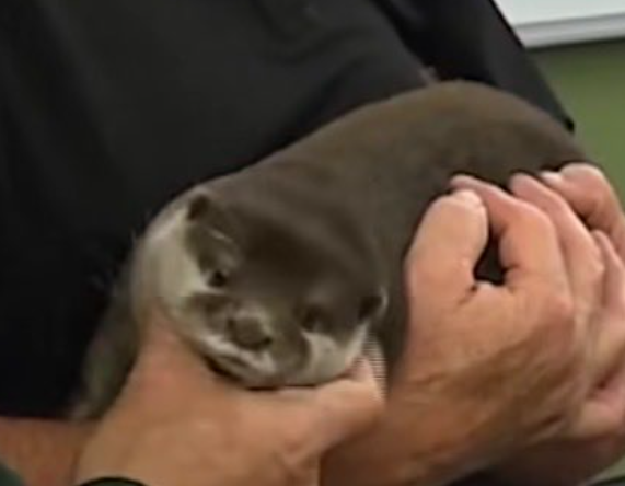 Splash is the guiding light in a dark and gritty world. He is the torch-bearer, and we owe it to ourselves to appreciate this lovable water sausage.

You are the best, Splash.