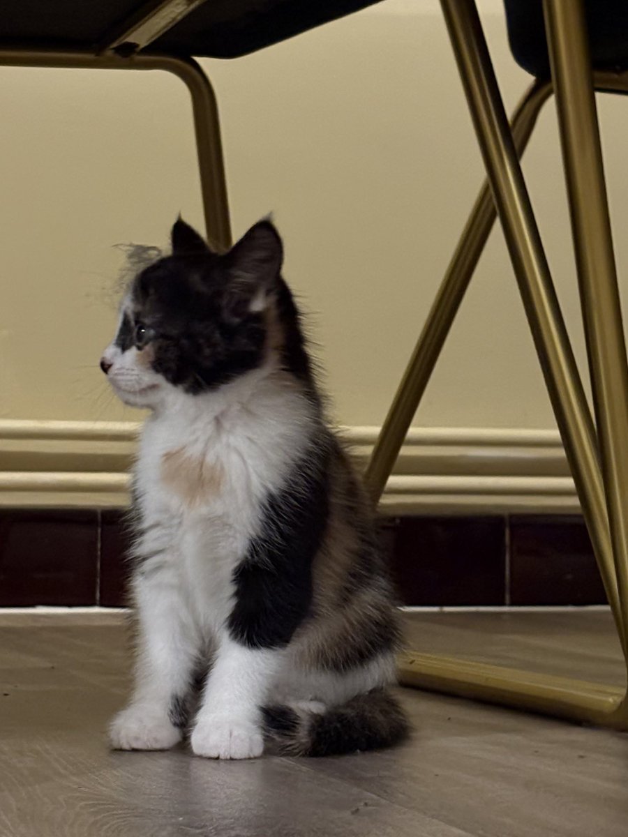 kcabmii's tweet photo. Elle est trop belle pitié https://t.co/B17RT0d1Cl