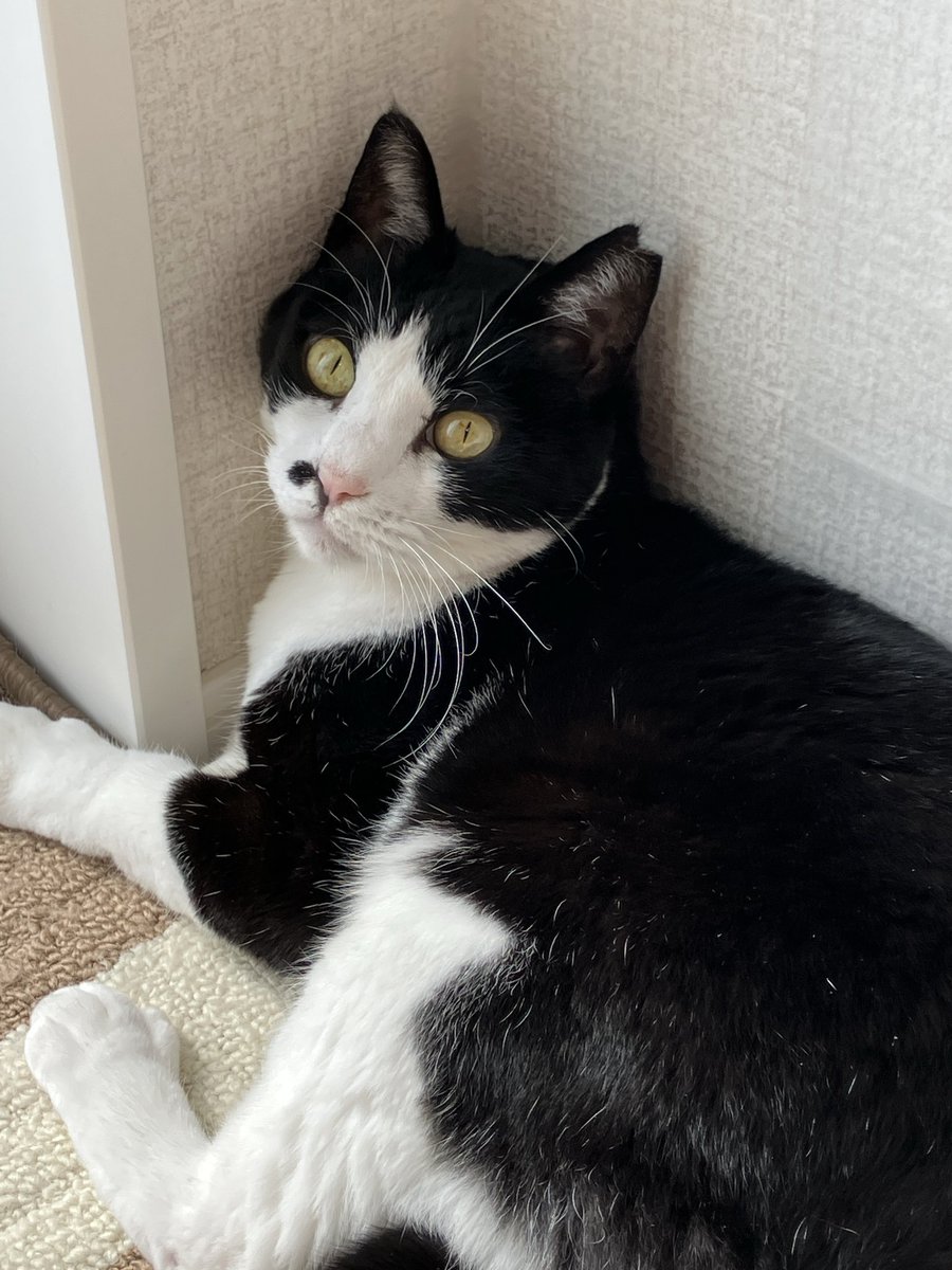 🌸ハチワレサクラネコ🌸 on X