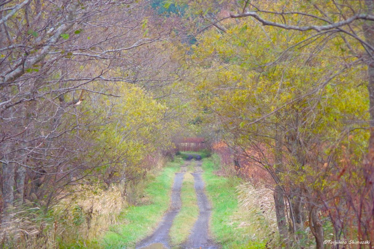 polaris_guides's tweet image. 【晩秋にうろうろ🍂】

先日、#稚内 への用事のついでに久しぶりに #大沼 に行ってました☺

さすがに #ハクチョウ の数は減っていましたが、この日は岸の近くに #コハクチョウ たちが泳いでいました🦢

その後は森の奥へと向かう林道を走って川の様子を見て来ました🍀

#北海道 #稚内市 #稚内大沼