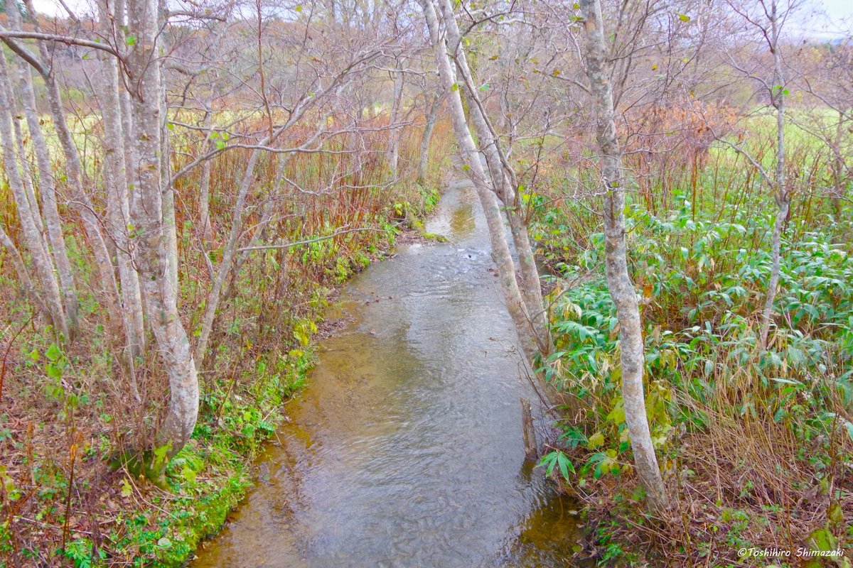 polaris_guides's tweet image. 【晩秋にうろうろ🍂】

先日、#稚内 への用事のついでに久しぶりに #大沼 に行ってました☺

さすがに #ハクチョウ の数は減っていましたが、この日は岸の近くに #コハクチョウ たちが泳いでいました🦢

その後は森の奥へと向かう林道を走って川の様子を見て来ました🍀

#北海道 #稚内市 #稚内大沼