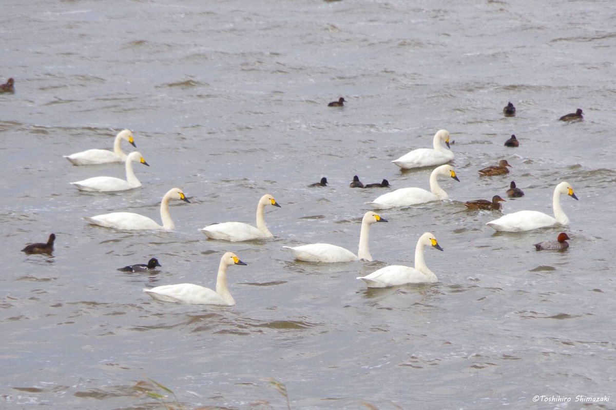 polaris_guides's tweet image. 【晩秋にうろうろ🍂】

先日、#稚内 への用事のついでに久しぶりに #大沼 に行ってました☺

さすがに #ハクチョウ の数は減っていましたが、この日は岸の近くに #コハクチョウ たちが泳いでいました🦢

その後は森の奥へと向かう林道を走って川の様子を見て来ました🍀

#北海道 #稚内市 #稚内大沼