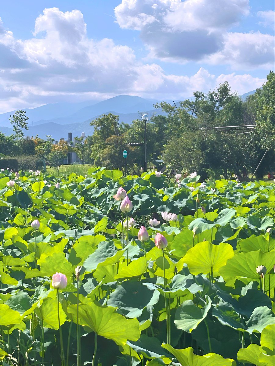 TAKE (花鳥風月 時々Bike) (@monster636ninja) / Posts / X