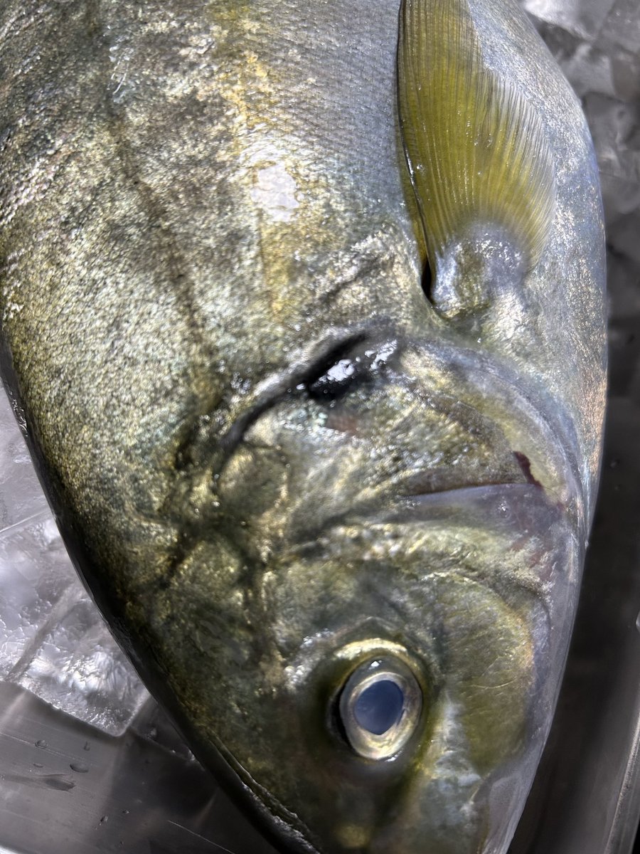 魚虎 うおとら on X