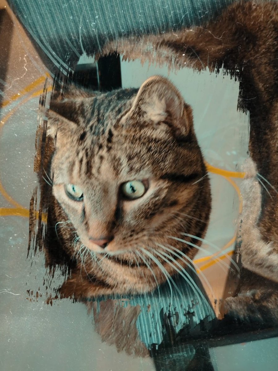 onyva953558's tweet image. Merlin en pleine pensée...
#merlin #chat #cat #thinking #pensée