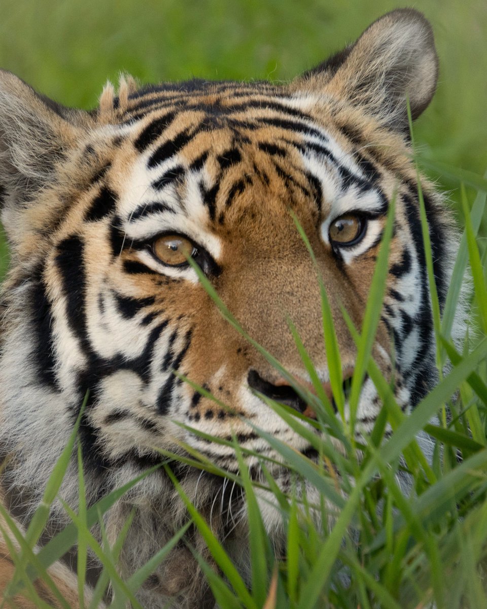 vancouverzoo tweet picture