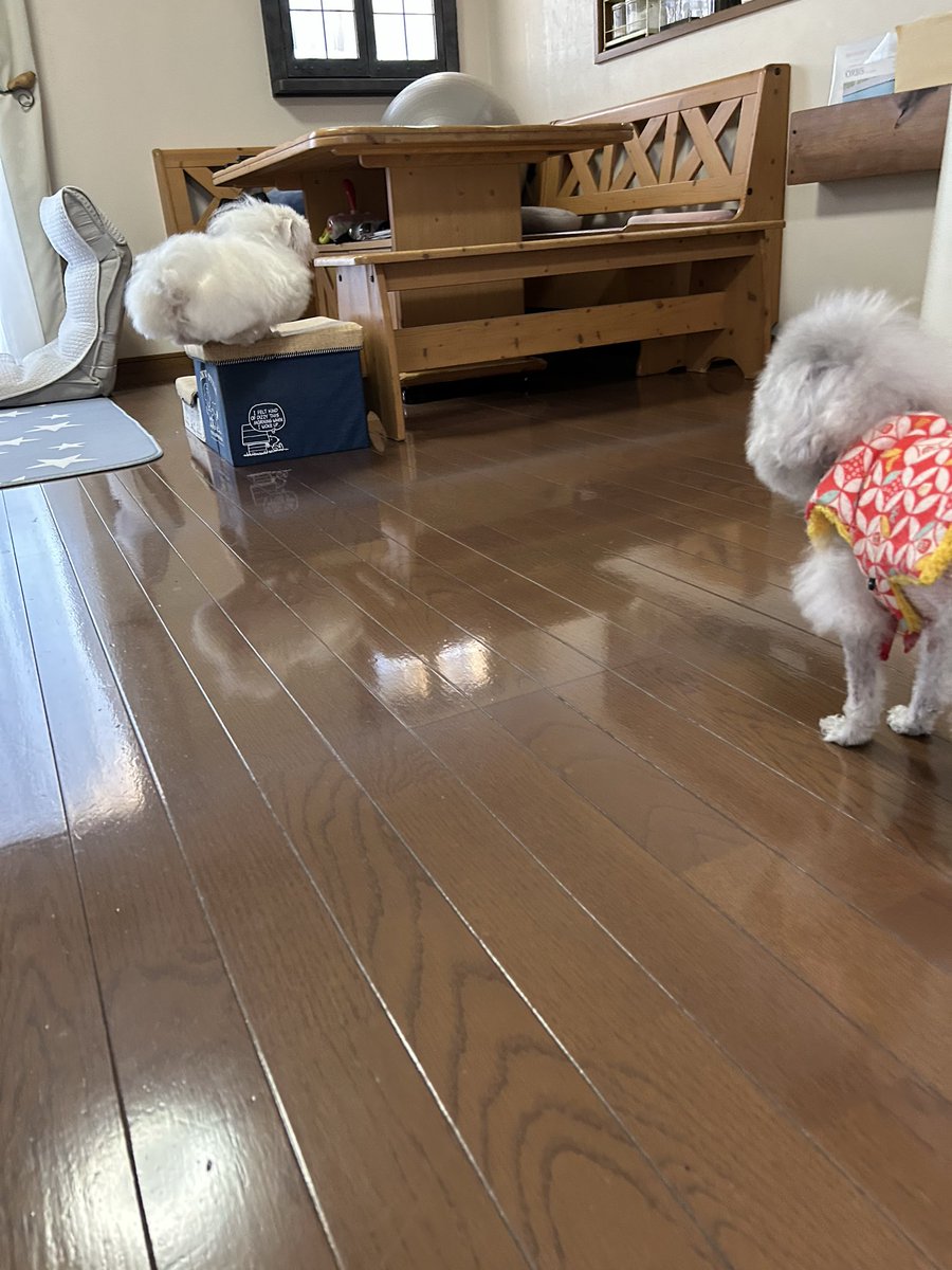 ハルページ ハルくん (@9Z8lquSv8B3FMpN) / Posts / X