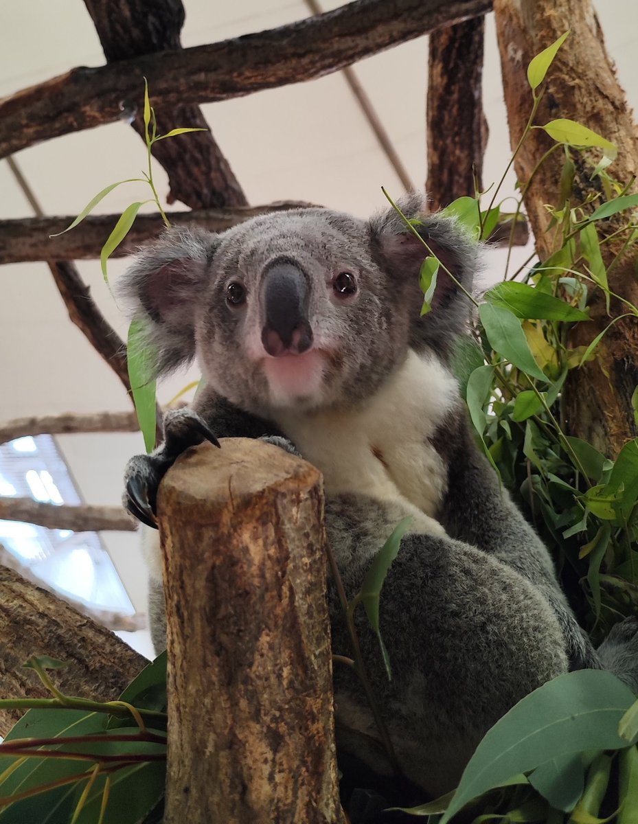 おはようございます☀ コアラのポポロです。おしりのふわふわは健在