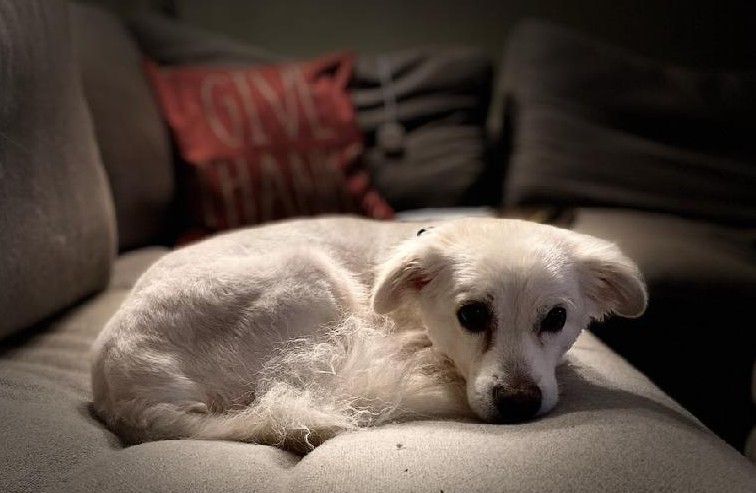 eskiedog1's tweet photo. New Archie pics! ❤️ Archie is 8 years old and came to us as an owner surrender, with lots of health issues. But he looks good and is feeling much better now. Archie will be available for adoption in 2 to 3 weeks. If interested, pls call (314) 647-1112.

#AERSTL #adoptdontshop🐾 https://t.co/2nyydmwwPG