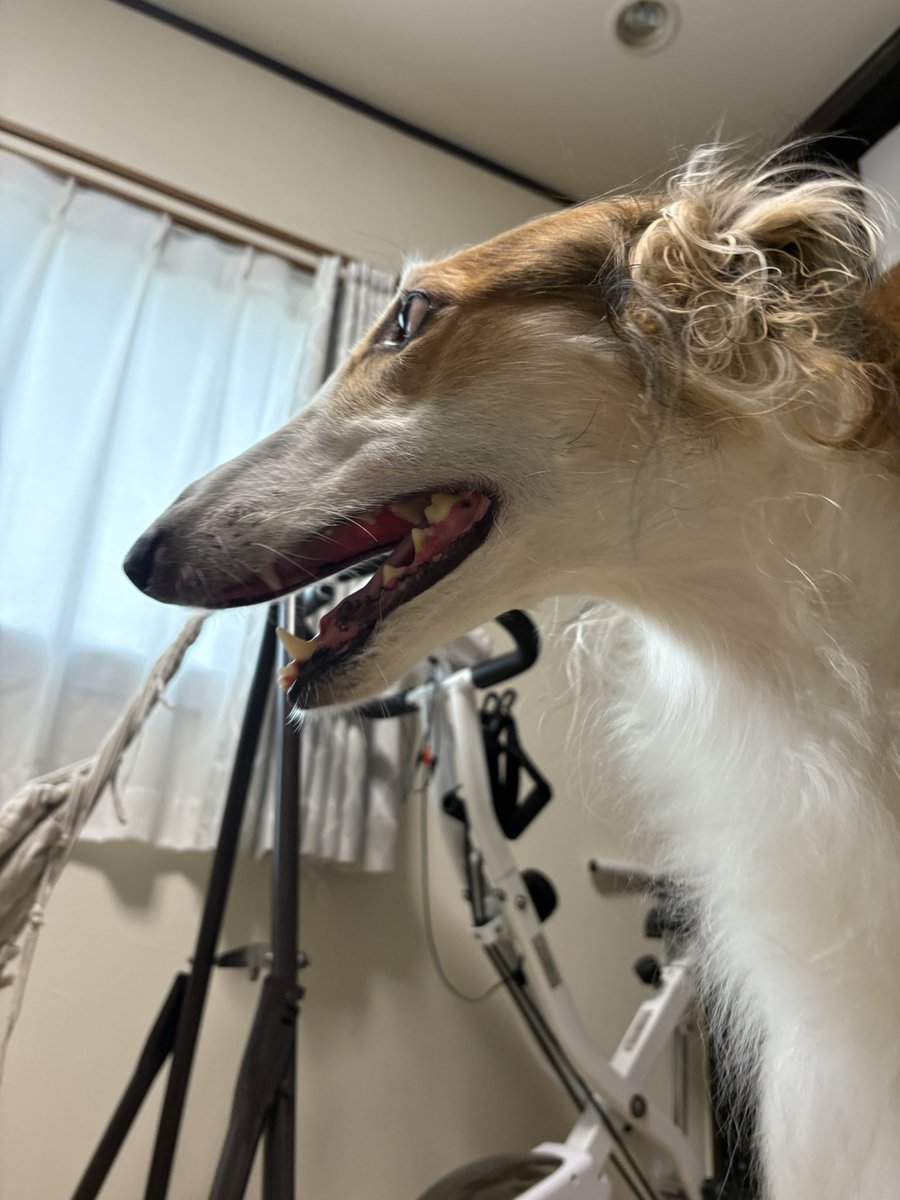 𐔌՞⁔•͈ ·̫ •͈⁔՞𐦯⋆✩