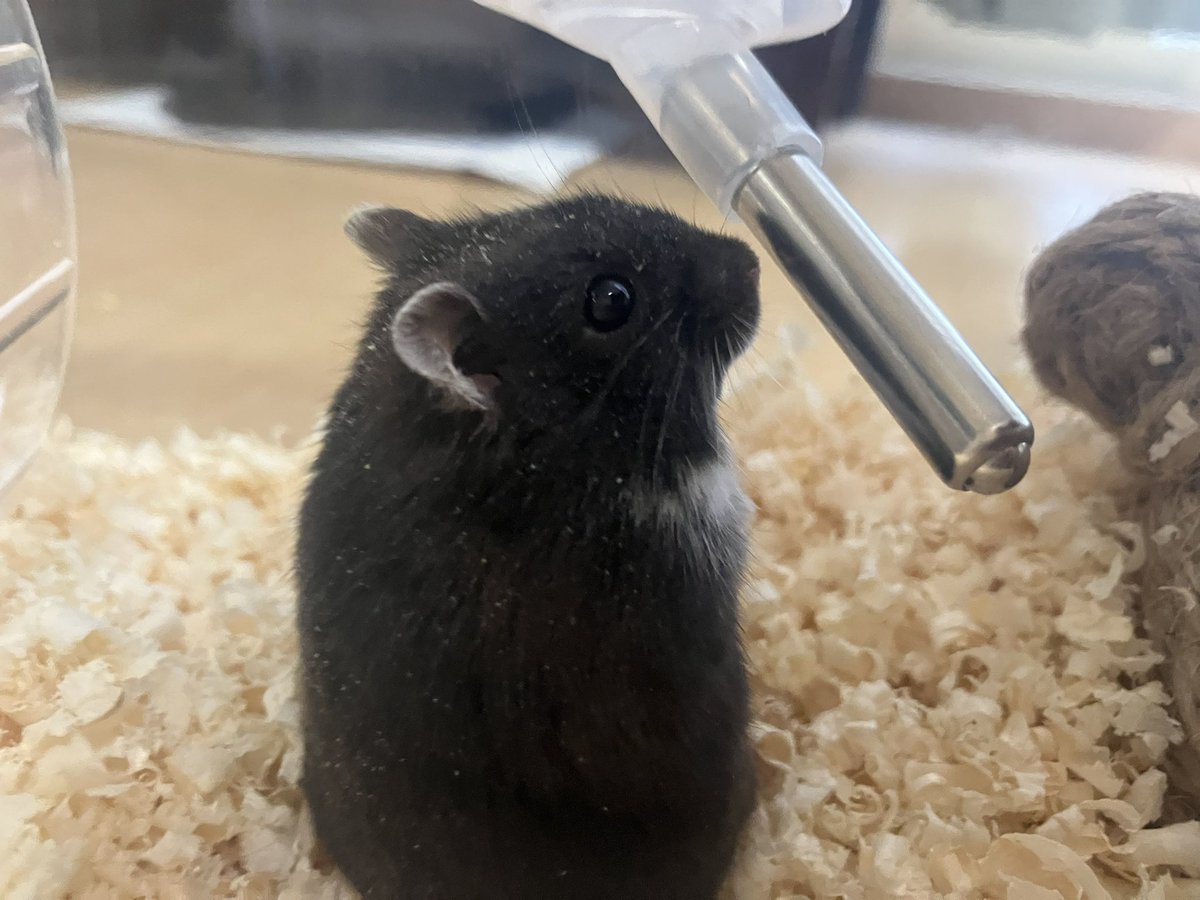 ひるね (@oh1rune_zzz) on Twitter photo 