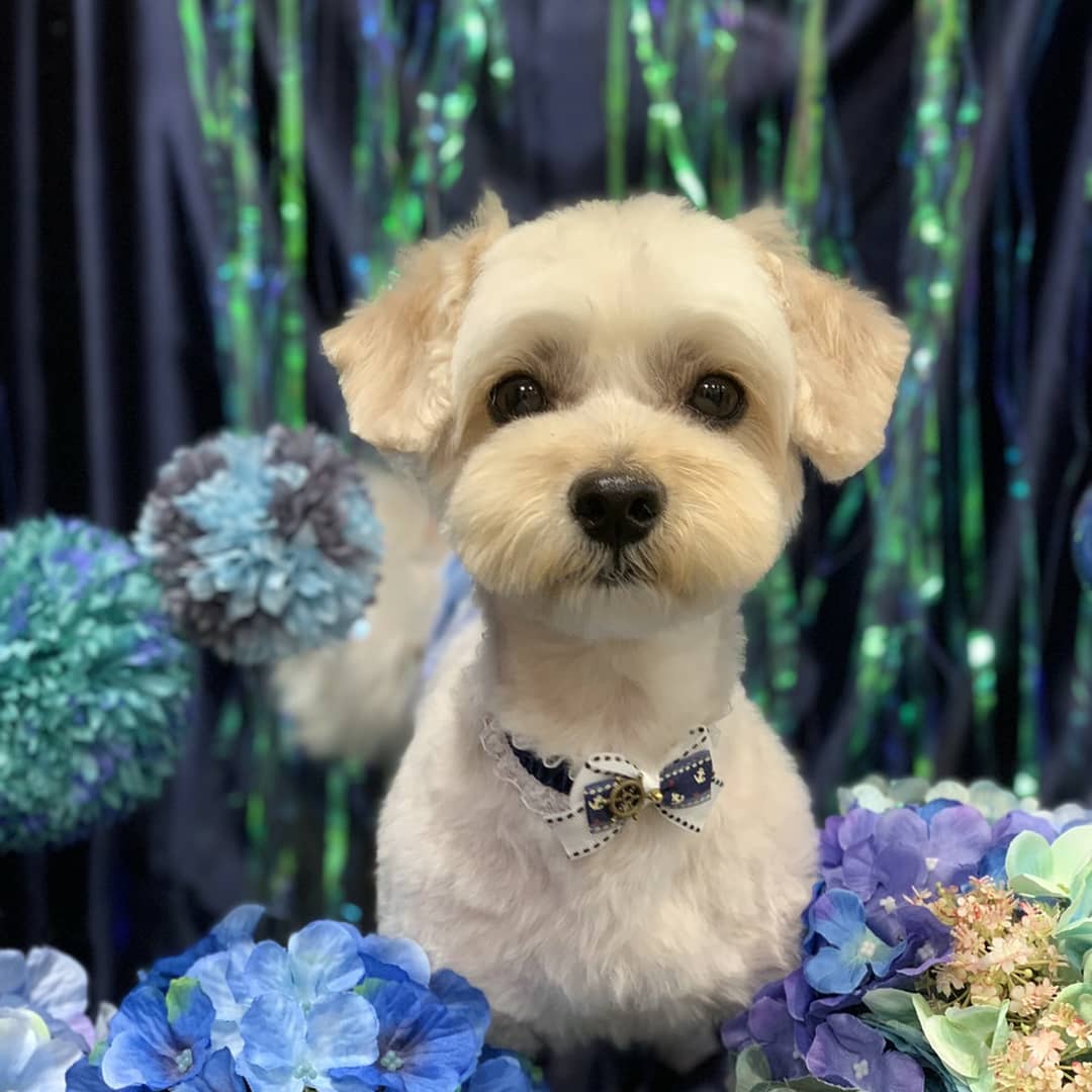 我が家の長男 マルプー（マルチーズ✖️トイプードル）のMOCO（モコ） 甘えん坊で寝る時はいつも 一緒(*  ˊ꒳ˋ*)気がつくと わたしの枕半分取って寝てるんだよ😂