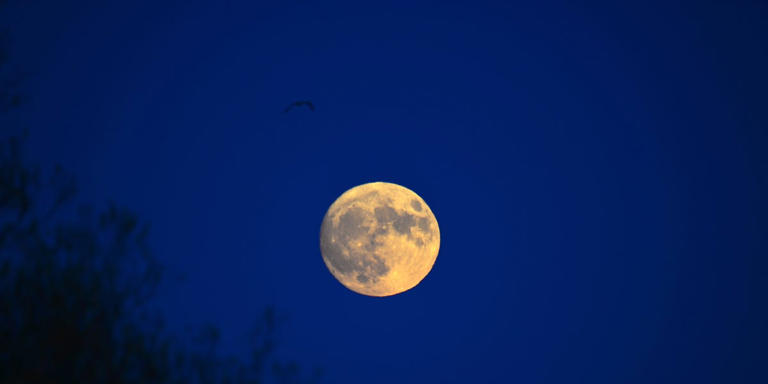cosmicfirepeace's tweet photo. There’s a Full Moon on Wednesday, November 5, and it’s a big one. It’s the Hunter’s Moon, the Beaver Moon, and the second of 2025’s three consecutive #supermoons—the closest of them all. It’ll swing by at a mere 221,817 miles (356,980 kilometers) away from Earth. By comparison, April’s full moon was 252,280 miles (406,006 kilometers) away—the farthest of the year. That’s a difference of more than 30,000 miles, a variance due to the moon’s elliptical orbit. #CosmicNews