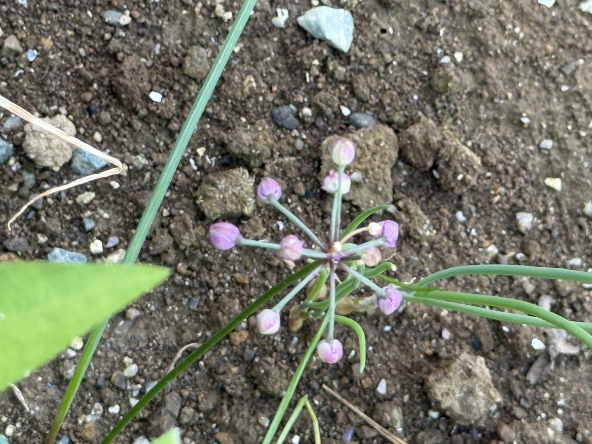 らっきょの花^_^