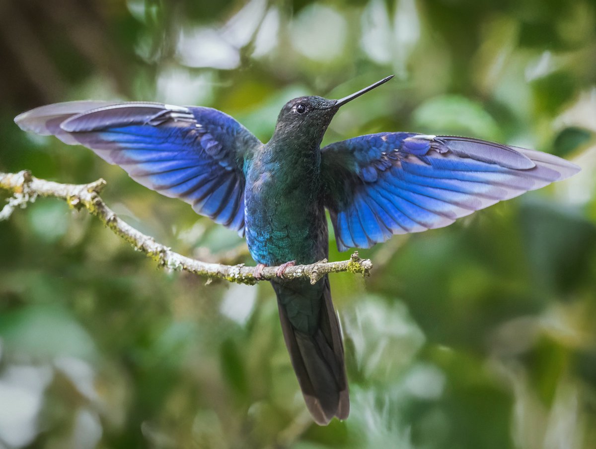 En el cerro de Monserrate, en Bogotá, puedes encontrar dos extremos en tamaños de colibríes: uno diminuto de apenas 6,4 cm y otro que llega a impresionar con sus 16,3 cm.

#miercolesdeemplumados