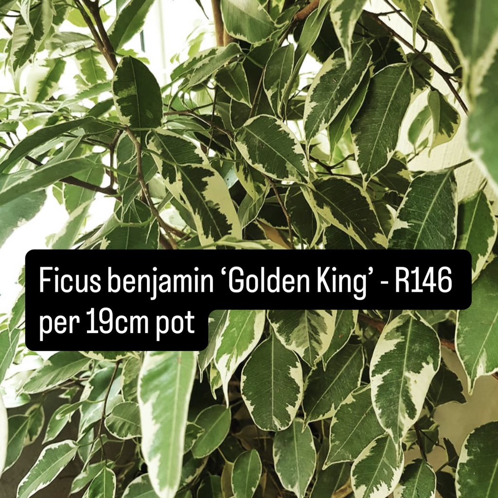 🌸SALE PROMOTION🌸 Ficus benjamina golden king - R146 per 19cm pot