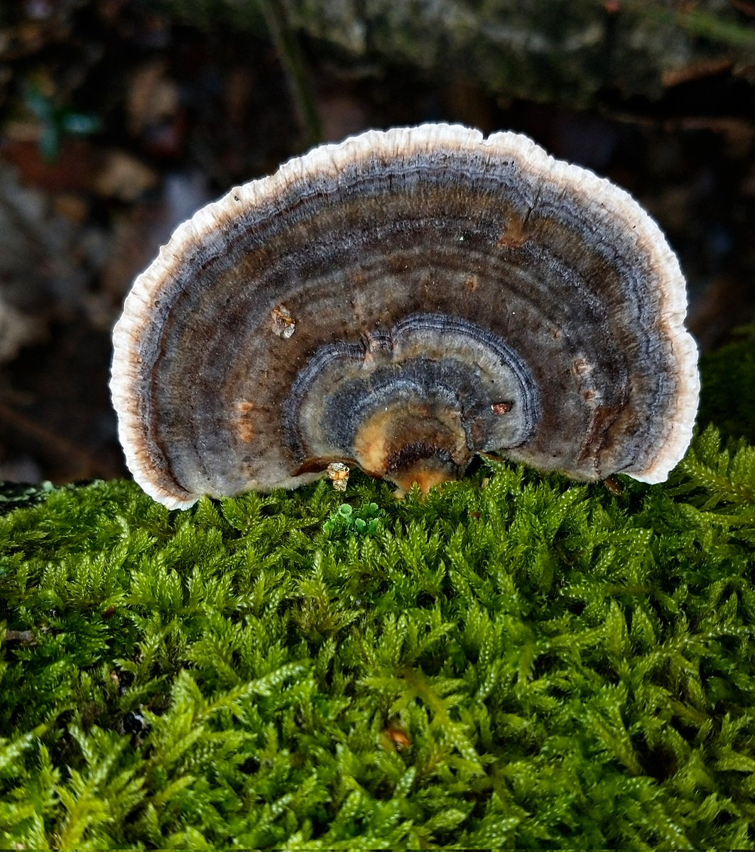 Turkey tail ( Trametes versicolor) 🤩

#wednesdaymorning #macro #fungi #nature #NaturePhotography #NatureLovers