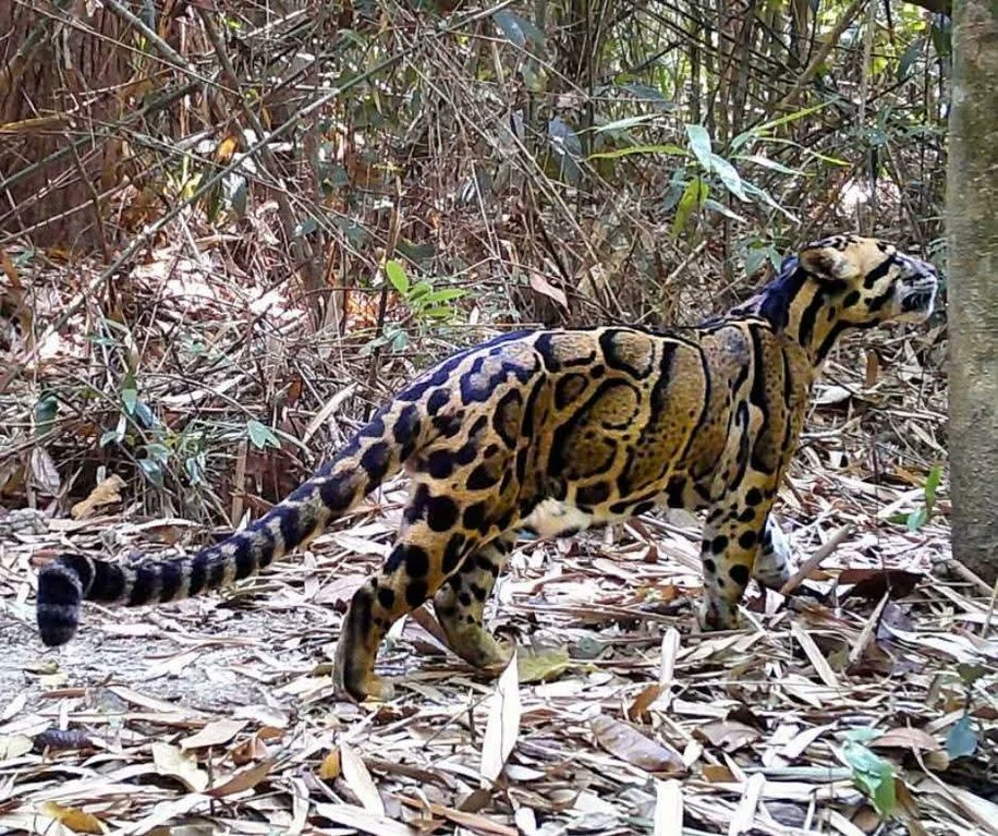 Rincevent_'s tweet image. Fantôme tacheté de la jungle 🌿🐆✨
Un léopard nébuleux rare capturé par piège photo au Cambodge.
Il n’en resterait que 3 700 à 5 580 individus matures dans le monde 🌏💔
📸 Fauna &amp;amp; Flora / Wildlife Alliance
#CloudedLeopard #Wildlife #Nature #Insolite #Faune #Cambodge