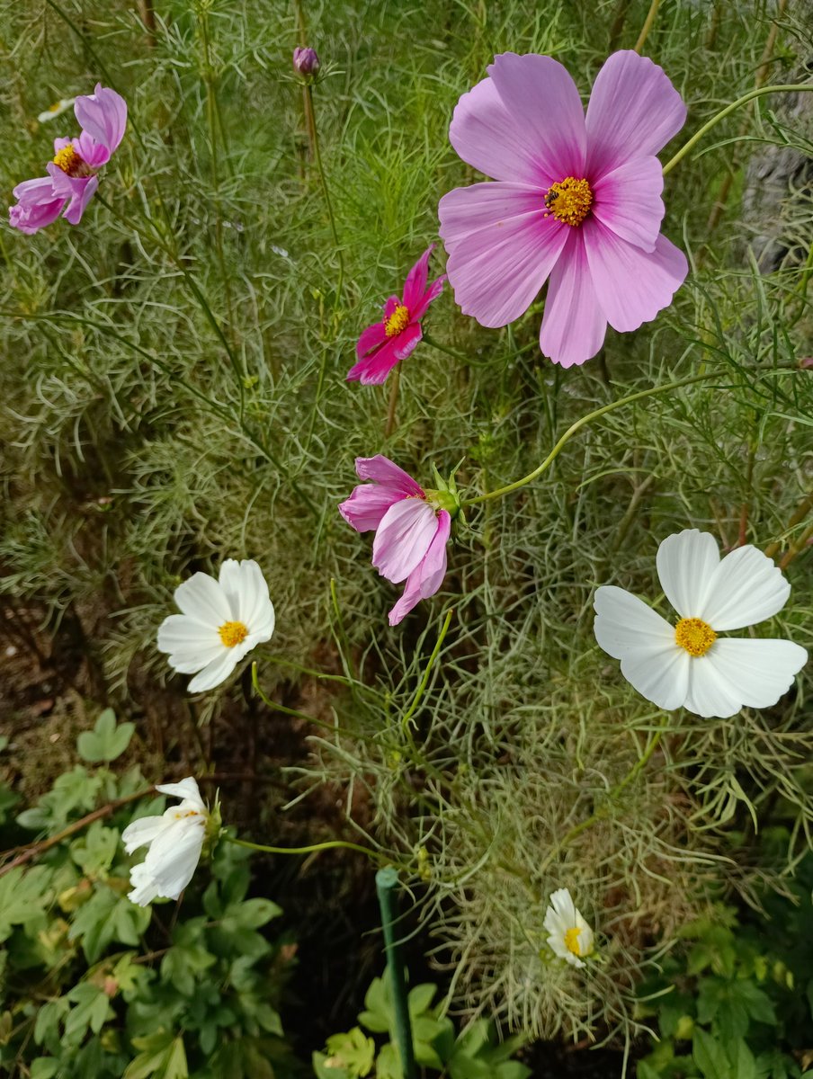 Ｘ(旧Twitter)界の皆様、おはようございます🌅
２０２５年１１月６日(木曜日🌳)です。
今日がお誕生日の皆様、おめでとうございます🎉
今日もいい一日にしていきましょう🍂
#花のある暮らし
#花のある風景