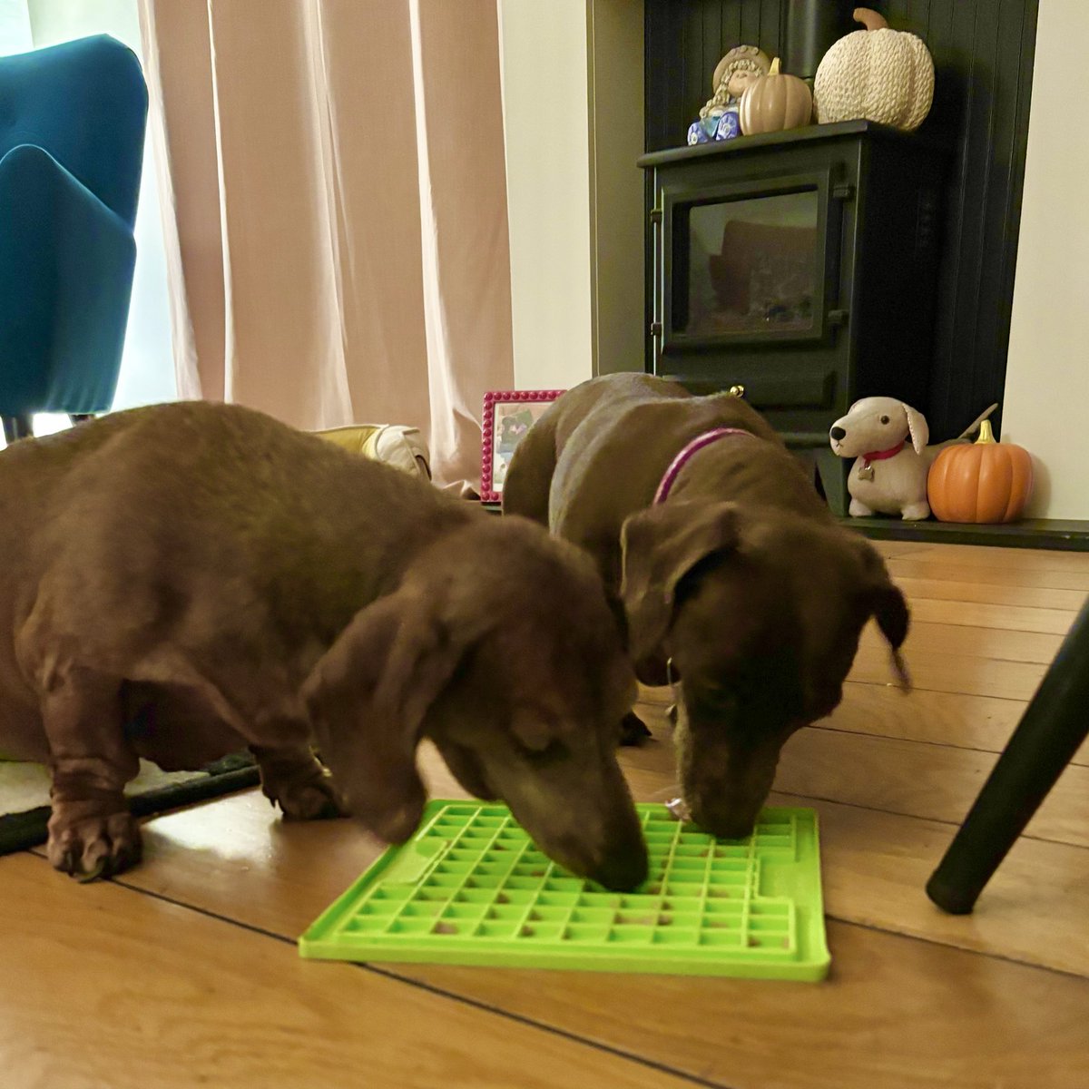 _Rachey's tweet photo. @ClassicFM Pets Playlist and a pumpkin and banana licky mat…what more could 2 sausages need on bonfire night? 🩷💜🤞🏽🐾 #petplaylist #classicfmpets #harleyhotdog #bonniebutton https://t.co/VUvGujTCBb