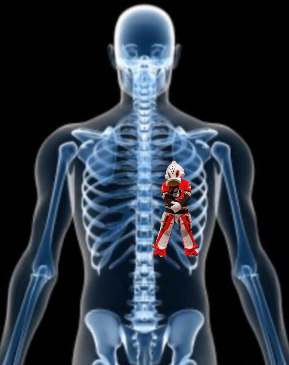 WildWingANA's tweet image. x-rays came back, turns out cutter has that duck in him