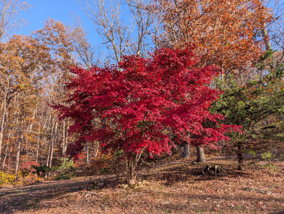 My Japanese Maples are in full fall glory.
