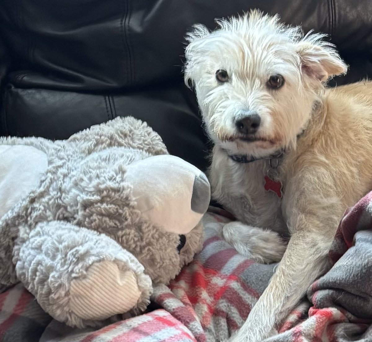 Josh Spiegel (@joshspiegel) on Twitter photo 