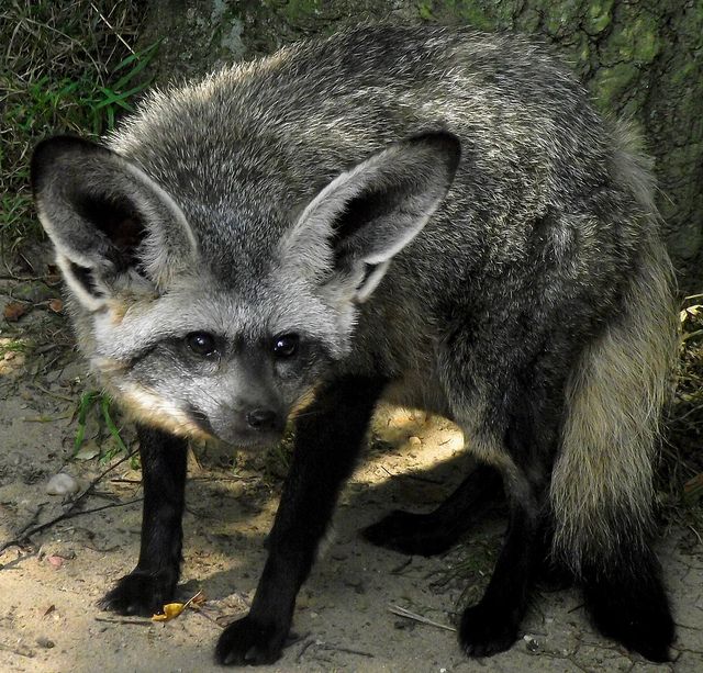 Someone rate my omad plan for tomorrow bc I'll need to eat at my lunch break at work, so it's gonna be 3 or 2 corn cakes that have like some seasoning that makes em taste like pizza and then I'll maybe put cheese on top of em or something, and then just a juice box