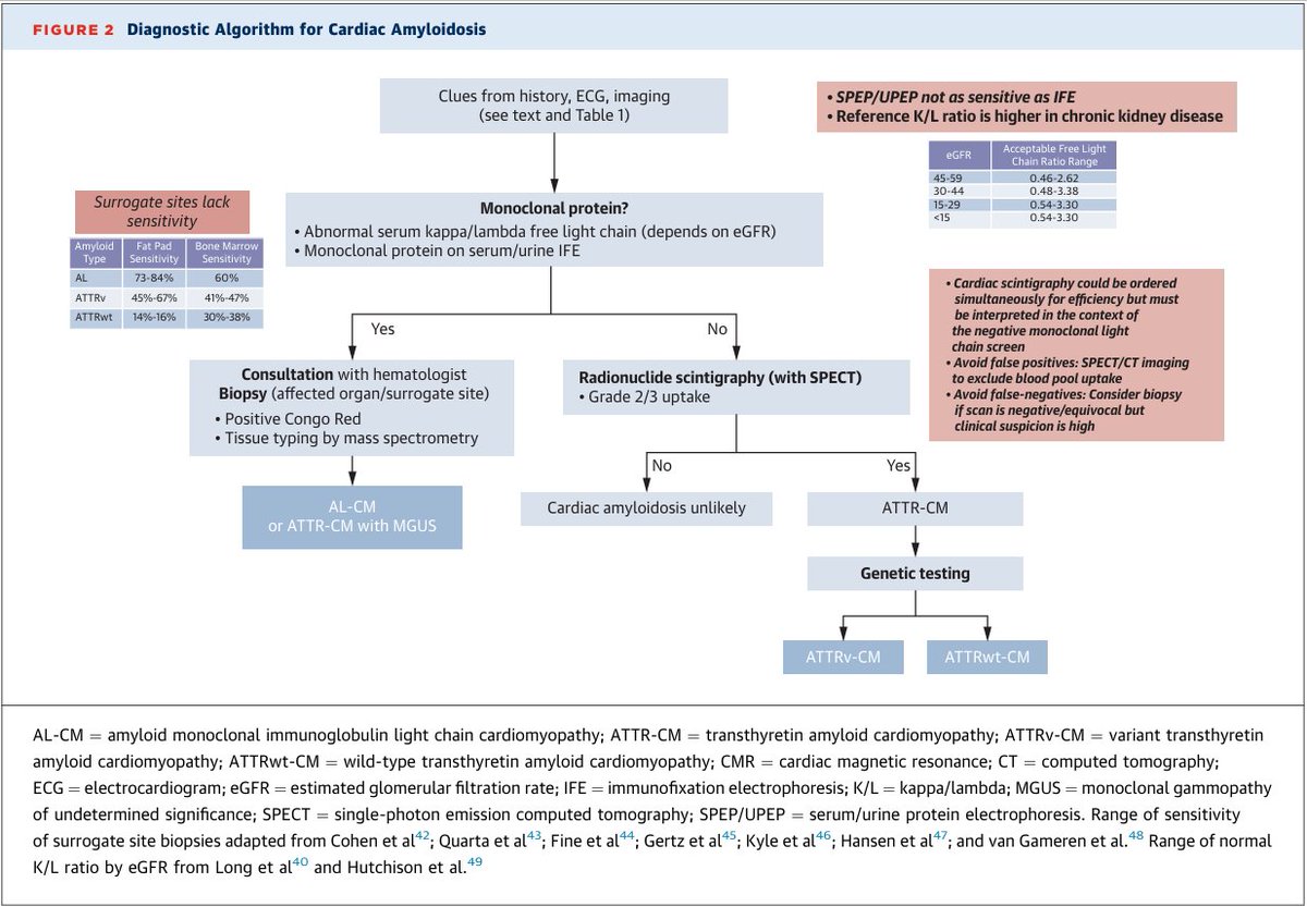 cardioteca's tweet image. 🆕 Amiloidosis cardíaca por transtiretina: Evaluación y manejo clínico de principio a fin.

📕 JACC 🔓 Resumen del artículo en cardioteca.com/insuficiencia-… 

🔎 ATTR-CM: no la pase por alto en mayores con IC y estenosis aórtica.
✅ Claves: pistas musculoesqueléticas, voltaje-masa…
