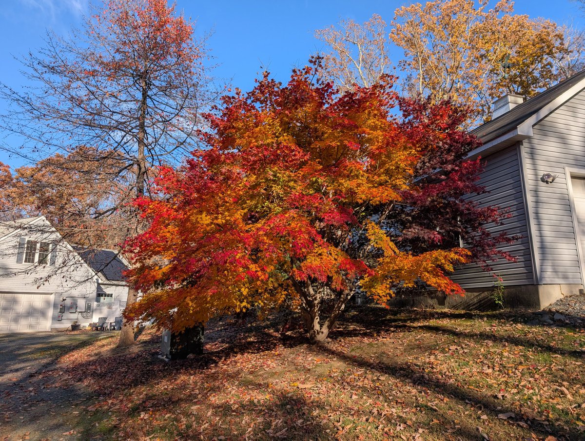 My other Japanese Maple in full fall glory.