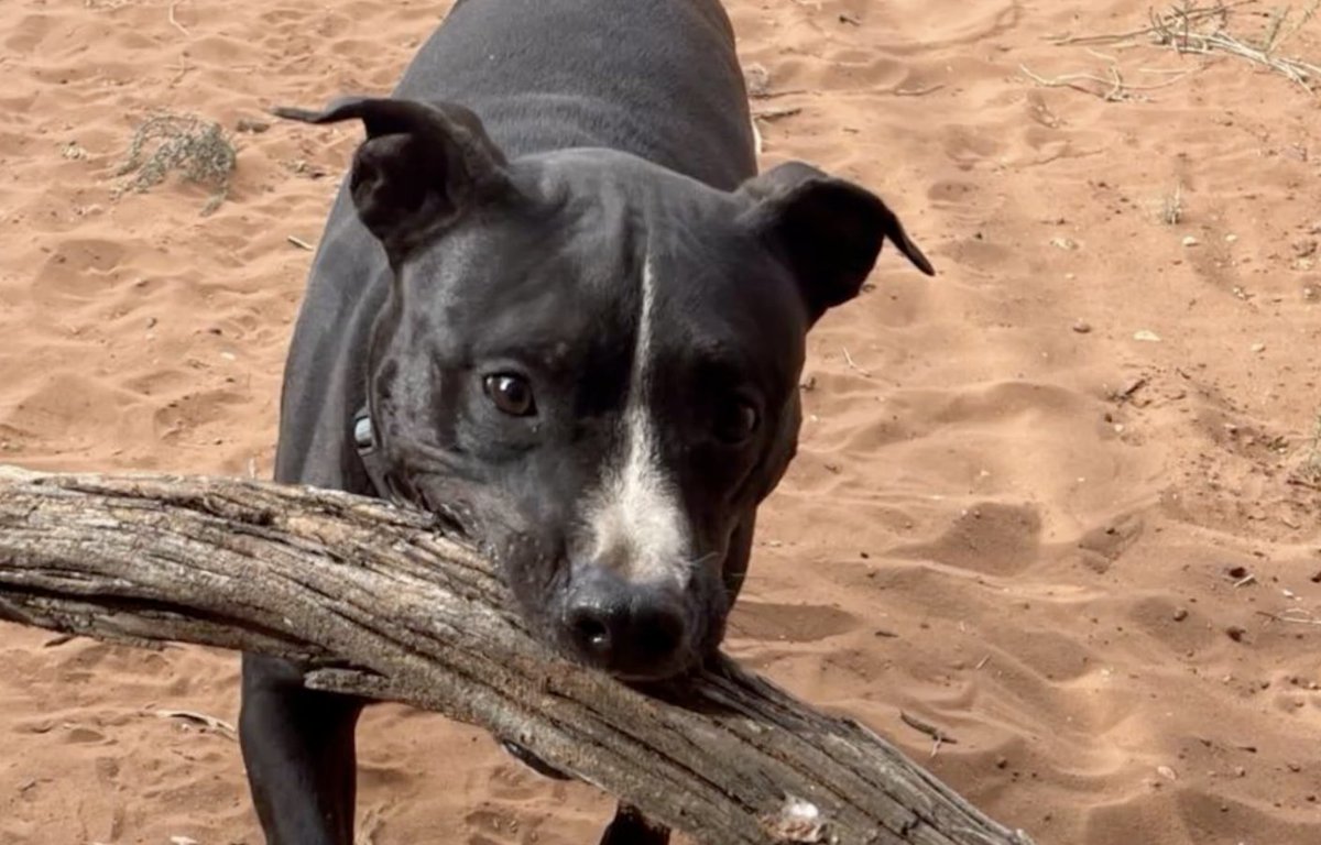 I forgot to share the October Animal of the Month! If you love dogs, don't miss this sweet video about a dog looking for his forever home: youtube.com/watch?v=03LUGy…
<a href="/jflorez/">Joe Florez</a> <a href="/cazij/">Cazij</a> <a href="/suziday123/">Suzi Day</a> <a href="/simplysallyh/">Sally Hanssen</a> <a href="/SouthernLady1st/">Kelly🇺🇸❤️🏈🐘</a> <a href="/rr_pirate/">Thomas Hughes</a> <a href="/heatherrose1814/">🌹😇 Heather 🌹💛</a> <a href="/ja2cook/">J.</a> <a href="/joukesp/">The WineSmacker</a>