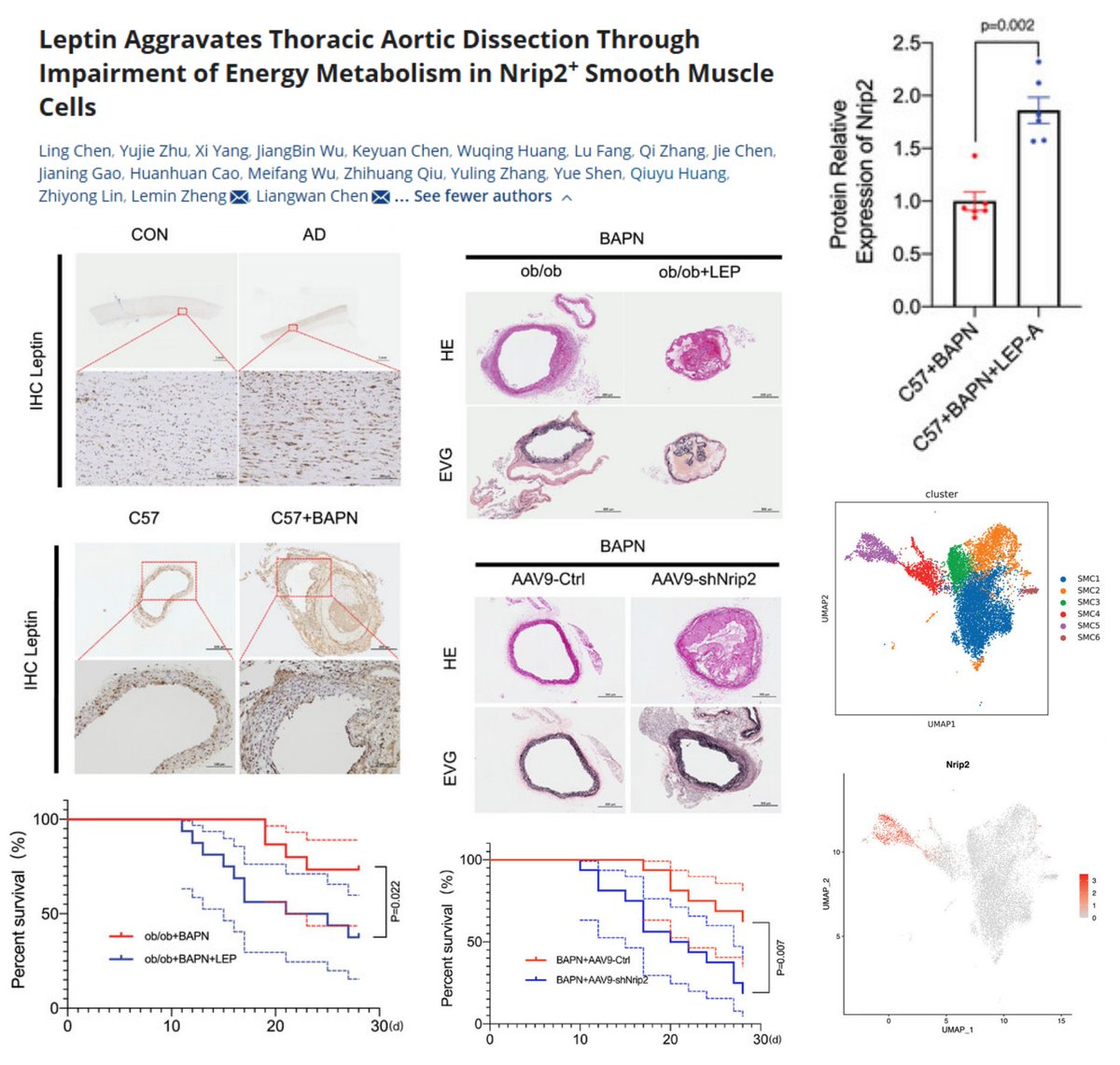 HaoYin20's tweet image. NRIP2+ #SmoothMuscleCell (likely mediating metabolic resilience by antagonizing Leptin signaling) #AorticDissection

Leptin antagonist (R128Q) or AAV9-SM22a-NRIP2
⏬🐭AD #AorticRupture (BAPN)
⏫SMC contractile phenotype in vivo
⏫SMC mitochondrial ultrastructure &amp;amp; OXPHOS in vitro…