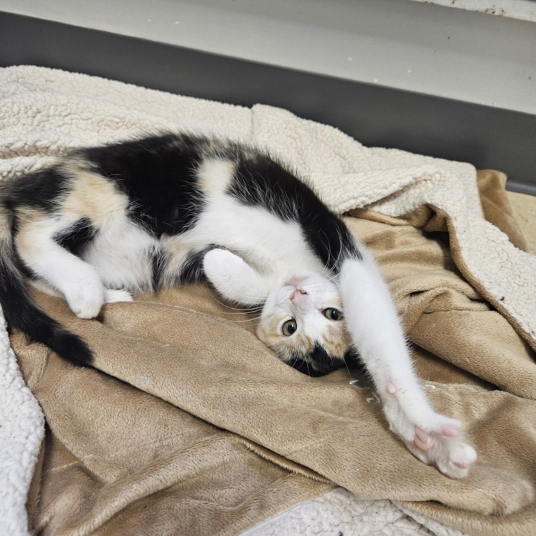 Meet Moondrop 🌙 — a 12-week-old calico with a heart full of magic and a purr made for cuddles.
💛 Adopt: adopt.spca.bc.ca/pets/786831/
📍: #PrinceRupertBC