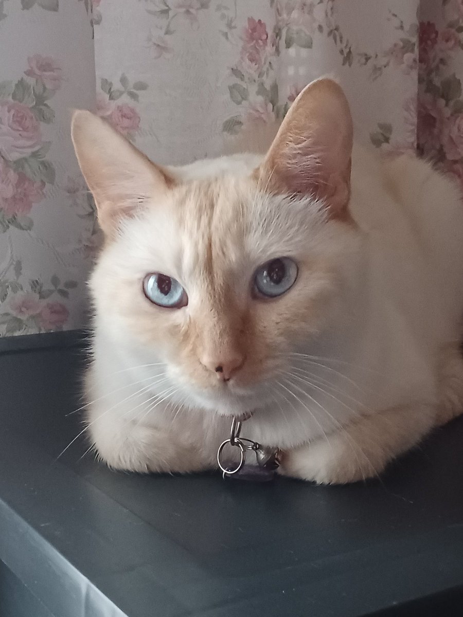 Hiroshi1970Cat's tweet image. ☀️🙋‍♀️❗おはよう笹かまポテト🍟
昨日はゴメンネ🙇💦💦定休日💤
今日から変わらずよろしく😃✌️

#ねこ宇宙 #看板ねこ #まねきねこ #笹かま猫 #ガスト #ねこのいる整体サロン