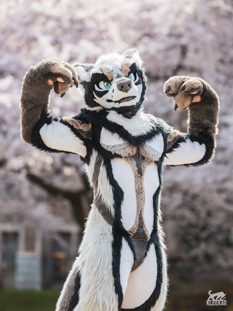 Ready for the final boss fight. Who am I taking on!? 💪🐺✨

📷: <a href="/kleekaiihusky/">KLEE KAII</a>