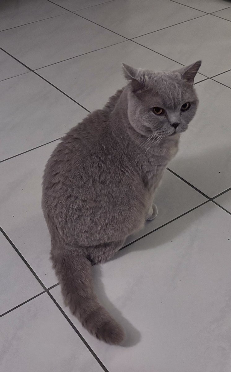 Mijn personeel zegt dat er niets mooiers is dan een kat en vijf schildpadden in huis te hebben 😻