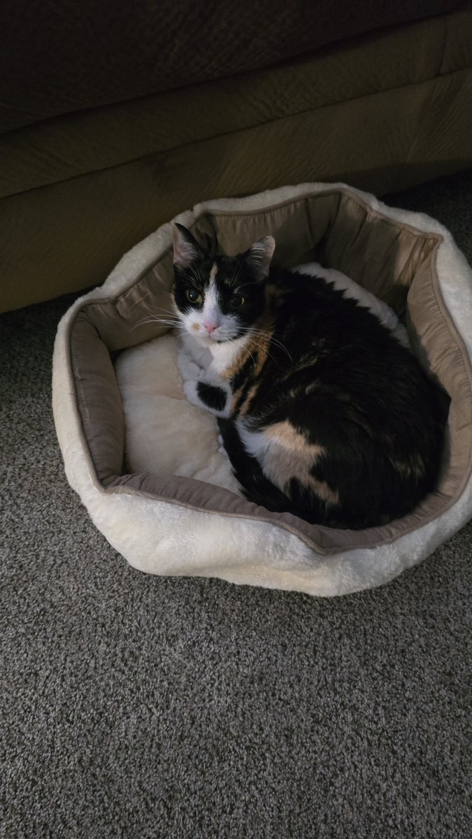 SeanRossSapp's tweet photo. My little one is home and loves the new bed I bought her.

I've had this little lovely for over 14 years. Came from my grandmother's home so I've always loved that connection.

Shes been struggling with a respiratory illness and may have renal failure. She's not been wanting to eat which has us scared. 

The $3000 spent has been worth having her for even a few more days than we thought.