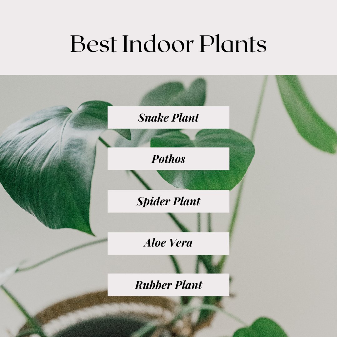 Indoor plants aren’t just pretty; they improve mood, reduce stress, enhance focus, purify air, and more! Transform your space into a green oasis for health and happiness. 🌿

#indoorplants #greenliving #healthylifestyle #plantbenefits #naturalwellness #bridgetisellshomes