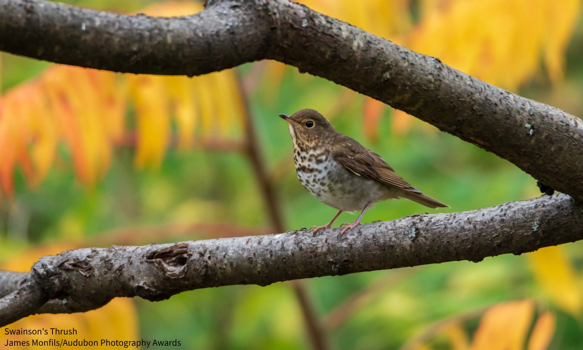 Bird migration has inspired humans since time immemorial, yet there is still much we have to learn about it. Motus is a wildlife-tracking network that connects researchers, organizations, &amp; individuals. Learn from <a href="/AudubonRockies/">Audubon Rockies</a> how a Wyoming Motus tower is advancing bird
