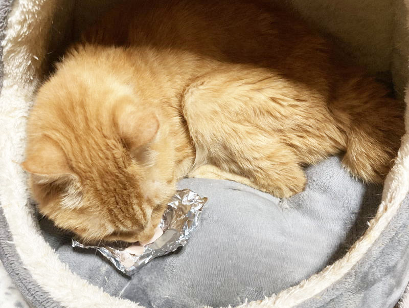 ハッピーにゃんにゃん on X