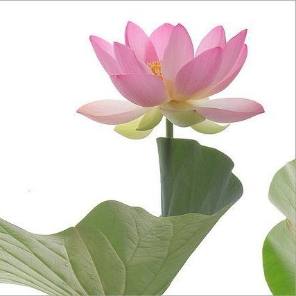 cc gl's 𓄹 tweet media